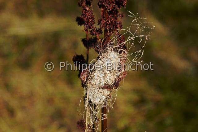 Eutichuridae_1412.JPG - France, Morbihan (56), Araneae, Eutichuridae, Chiracanthe ponctué (Chirachantium punctarium), loge de soie sur oseille (Rumex sp), Long-legged sac spiders